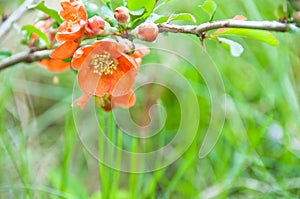 Quince in bloom