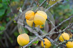 Quince on a branch of a bush