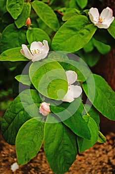 A quince branch with large flowers with white petals and green leaves on a tree