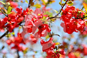 Quince Bush Blossoms