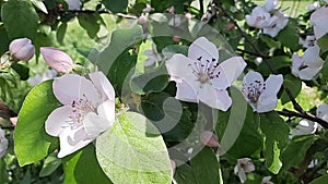 The quince Cydonia oblonga