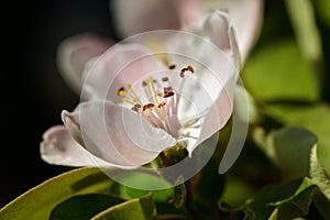 The quince Cydonia oblonga, blooming