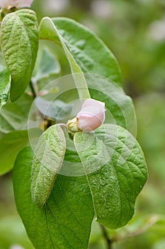 Quince Cydonia oblonga Leskovacka, a budding white flower