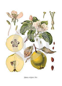 Quince Cydonia oblonga Old Antique bothanical print