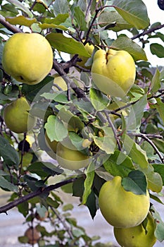 Quince (Cydonia oblonga) ripens on the branch of the bush