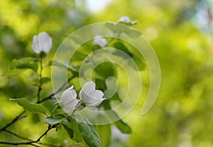 Quince, Cydonia oblonga, spring white flowers and fresh leaves