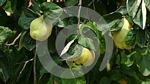 Quince, Cydonia oblonga tree, swaying in the wind