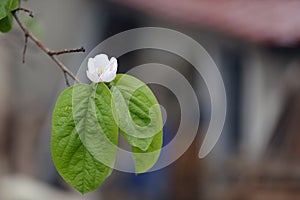 Quince flower