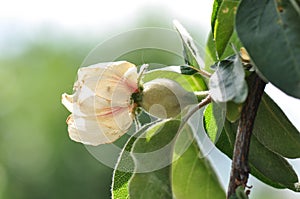 Quince flower with green fruit