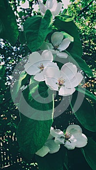 Quince flower