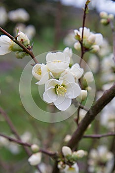 The Quince flowers