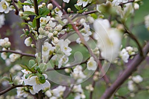 The Quince flowers