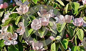 Quince flowers