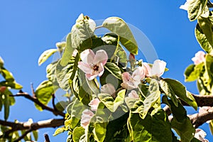 Quince flowers blossom. Cydonia oblonga close up flowers isolated