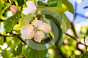 Quince flowers blossom. Cydonia oblonga close up flowers isolated