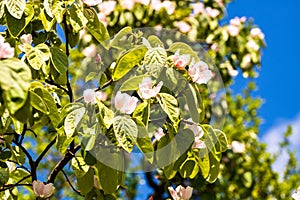 Quince flowers blossom. Cydonia oblonga close up flowers isolated