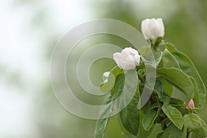Quince flowers photo