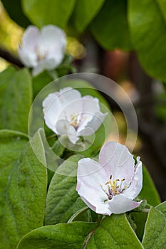 Quince flowers, blossoms with leaves 1