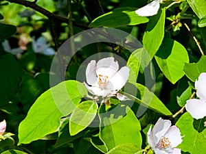 Quince flowers Cydonia oblonga. Its fruits are quinces also called golden apples photo