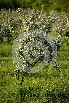 Quince tree flowering in spring