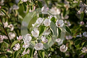 Quince flowers in spring time