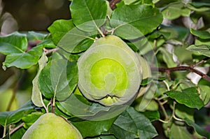 Quince foliage and ripening fruit