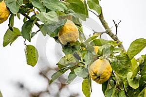 The quince the forgotten fruit variety