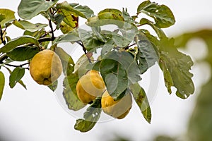 The quince the forgotten fruit variety