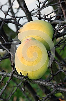 Quince fruit