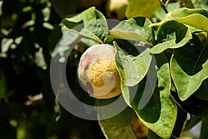 Quince Fruit Or Cydonia Oblonga With Green Leaves Bathing In Sunlight Ready To Be Harvested During Autumn