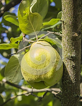 Quince fruit grows on quince tree in garden