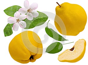 Quince fruit isolated on white background. Set the whole ripe quince and slice piece with flower and green leaves as detail for