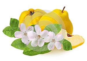 Quince fruit isolated. Whole ripe  raw yellow quince and lobule with flowers and green leaves isolated on white background as