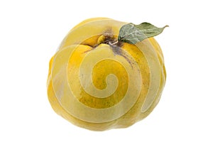 Quince fruit with leaf on white