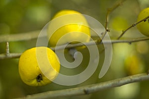 Quince fruit on the mole. Shrub with yellow quince fruits.