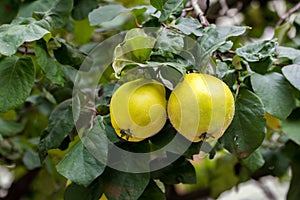 Quince fruit ripe on tree from orchard