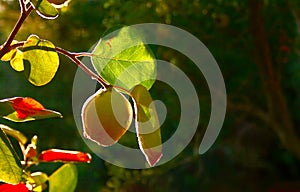 Quince Fruit On Tree