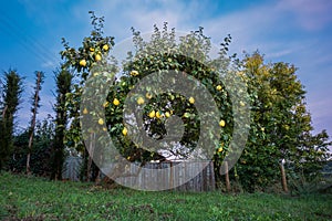 Quince fruit tree in backyard