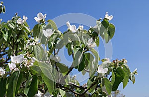 Quince fruit tree blossoms