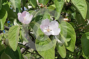 Quince fruit tree blossoms