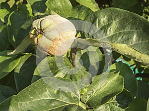 Quince fruit on the tree