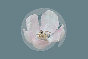 Quince fruit tree flower