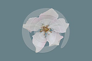 Quince fruit tree flower