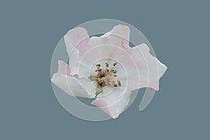 Quince fruit tree flower