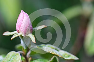 Quince fruit tree pale pink and rose hairy blossom bud texture macro,