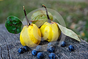 Quince fuits and blackthorn berries on old wood background.