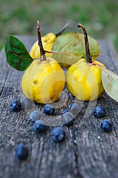 Quince fuits and blackthorn berries on old wood background.