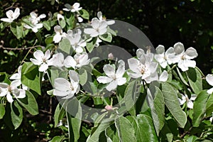 Quince in bloom in spring orchard