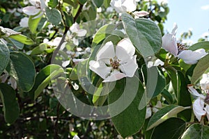 Quince in bloom in spring time