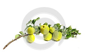 Quince with a green leaf on white background